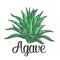 Cactus blue agave. Vintage vector engraving illustration for label, poster, web