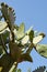 Cactus with blue and clear sky in the background