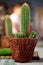 Cactus on blurry backgrounds