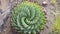 Cactus at Bokong Nature Reserve