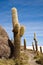 Cactus, Bolivia