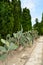 Cactus botaincal garden of Balchik