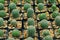 Cactus botanic garden