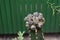Cactus from Botanic garden