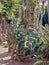 cactus in the botanical garden