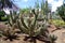 Cactus in botanical garden in Fuerteventura island