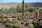 Cactus in botanical garden in Fuerteventura island