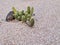 Cactus and boulder in xeriscaped front yard