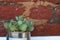 Cactus on a brick wall background. Scandinavian style