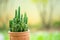 The cactus in a brown clay pot is named Cereus tetragonus