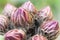 Cactus buds - Echinopsis schickendantzii