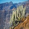 Cactus bush on the rock