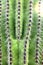 Cactus Cacti in Desert Spines and Thorns