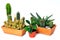 Cactus cacti plant nature