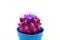 Cactus or cacti with trendy neon color fantasy vintage pastel pink in pot