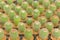 Cactus, cactus background, cactus farm from Thailand country