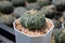 Cactus called \\\'Astrophytum Asterias Nudum\\\'