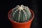 Cactus called \\\'Astrophytum Asterias Nudum\\\'