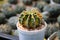 Cactus called \\\'Gymnocalycium mihanovichii LB Hybrid variegata\\\'