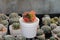 Cactus called \\\'Gymnocalycium mihanovichii variegata\\\'