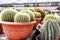 Cactus in cameron highland, malaysia