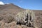 Cactus on Canary Island Fuerteventura