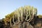 Cactus on Canary Island Tenerife