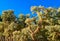 Cactus. Cane Chola Cylindropuntia spinosior on a background of blue sky. Arizona, USA