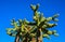 Cactus. Cane Chola Cylindropuntia spinosior on a background of blue sky. Arizona, USA