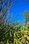 Cactus. Cane Chola Cylindropuntia spinosior on a background of blue sky. Arizona, USA