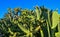 Cactus. Cane Chola Cylindropuntia spinosior on a background of blue sky. Arizona, USA