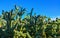 Cactus. Cane Chola Cylindropuntia spinosior on a background of blue sky. Arizona, USA