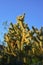 Cactus. Cane Chola Cylindropuntia spinosior on a background of blue sky. Arizona, USA