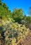 Cactus. Cane Chola Cylindropuntia spinosior on a background of blue sky. Arizona, USA