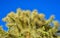 Cactus. Cane Chola Cylindropuntia spinosior on a background of blue sky. Arizona, USA