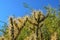 Cactus. Cane Chola Cylindropuntia spinosior on a background of blue sky. Arizona, USA