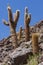 Cactus Canyon - Atacama Desert - Chile