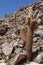 Cactus Canyon - Atacama Desert - Chile