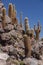 Cactus Canyon in the Atacama Desert - Chile