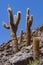 Cactus Canyon in the Atacama Desert - Chile