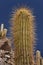 Cactus Canyon in the Atacama Desert in Chile