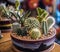 Cactus in ceramic pot