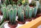 Cactus cereus Peruvians Cultivation of decorative cacti at home