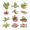 Cactus and chili pepper hand drawn illustrations set