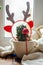 Cactus with Christmas Reindeer Antlers and Santa Claus Reindeer Nose. Cactus with Santa Claus deer antlers. Original