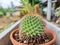 Cactus in a clay pot. Put it on the wall in the morning. Focus on the thorn in front of the cactus