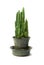 Cactus with clipping path