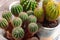 Cactus. Close up of globe shaped cactuses. Cactus view from above