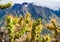 Cactus close-up with long spikes in Colca canyon in Peru