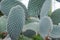 Cactus close-up. Needles on a cactus. Grows in the desert. Flat cactus. Exotic plant